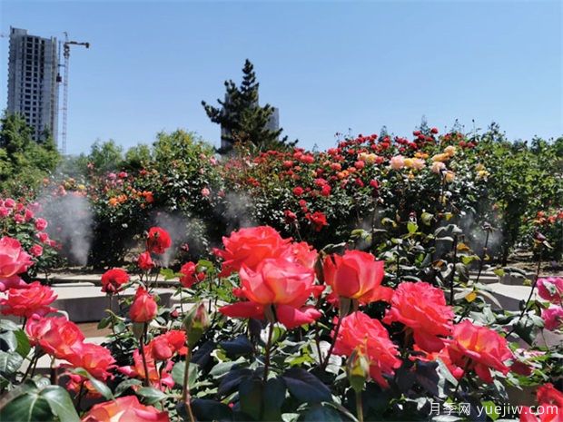 秋季北方园林养护,总结出来12条经验(图1) 秋季北方园林养护,总结出来12条经验(图1)