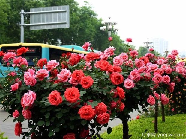 秋季适合北方的苗木和栽植技巧(图1) 秋季适合北方的苗木和栽植技巧(图1)