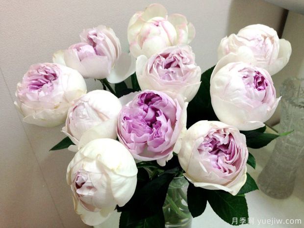 伊芙紫苑月季(图3)