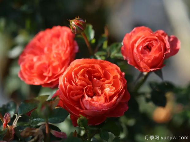点火樱桃月季(图3)