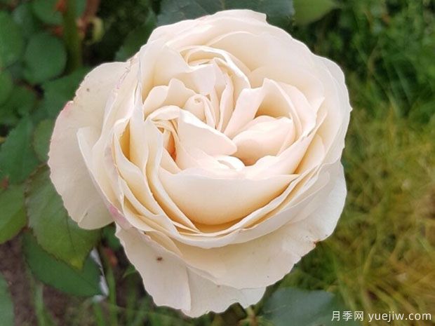 比利时公主月季(图1)