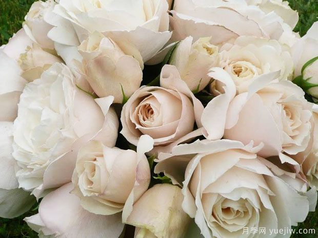 比利时公主月季(图2)