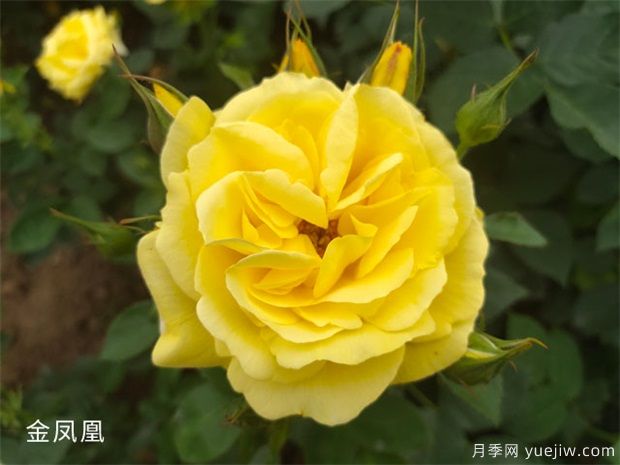 金凤凰月季golden scepter推荐(图2)