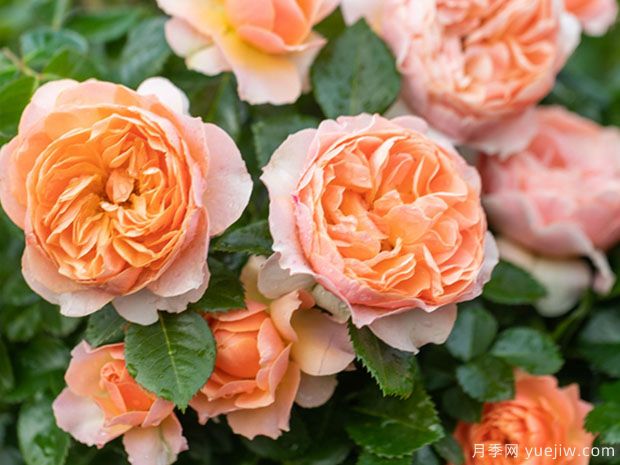 推荐十款花期最长的月季品种，赏花享四季(图5)