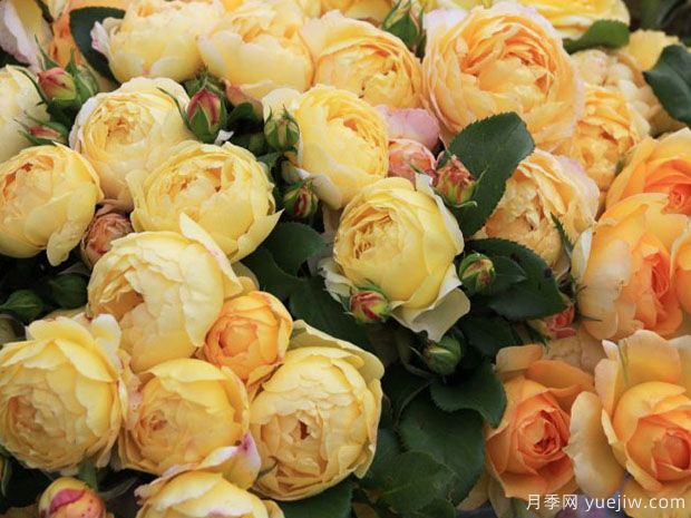 黄金城堡月季/舍韦尼城堡月季(图2)