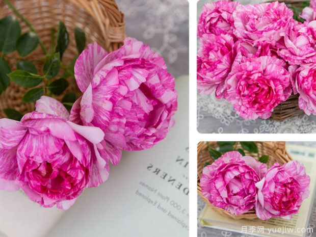 伊芙飞溅月季(图3)