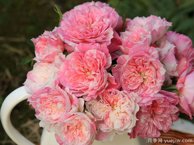 幸福之门月季/护身符月季(图2)