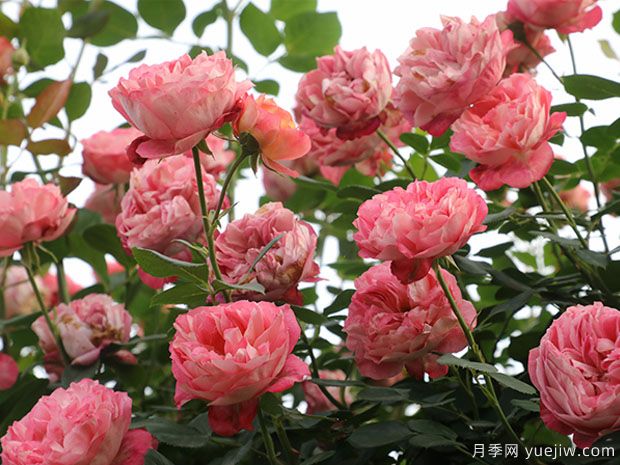 推荐5个抗病性强的藤本月季品种，新手轻松种植(图1)