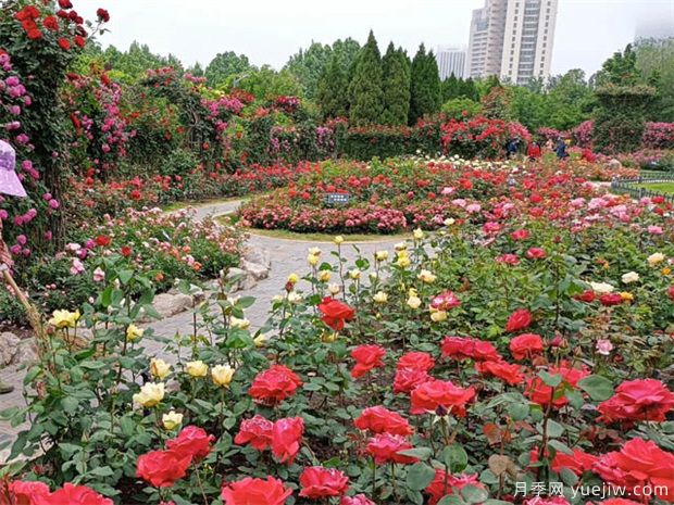 用途广大的月季花,不可估量的月季价值(图1) 用途广大的月季花,不可估量的月季价值(图1)