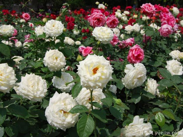 种月季多大盆合适？你知道吗(图1)