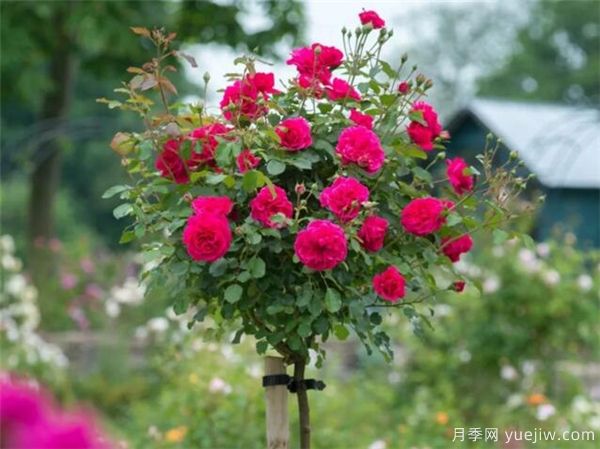 欧月树状月季-月季界的新宠(图2)