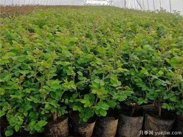 秋天播种的月季小苗怎么过冬,怎么管理?(图1) 秋天播种的月季小苗怎么过冬,怎么管理?(图1)