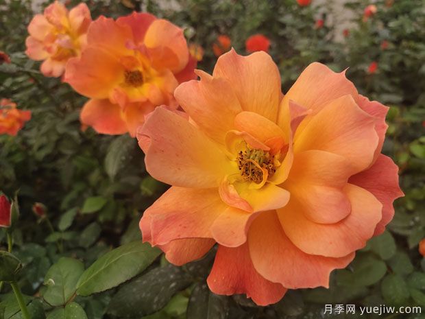 2022年杭州高架月季大家选，有哪些品种？(图1)