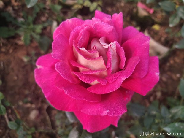 火和平月季/古龙月季(图1)