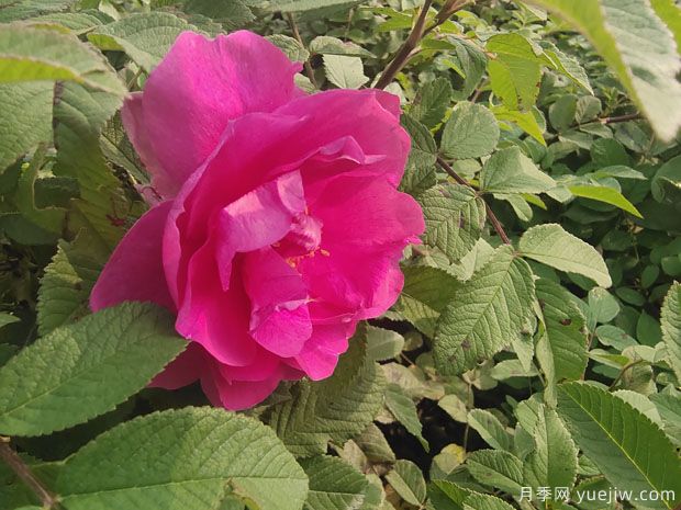 四季玫瑰的种植方法和养护要点(图1)