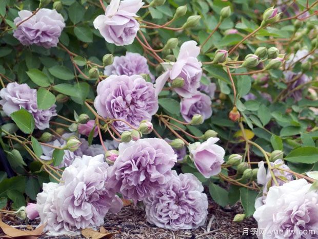 五种最耐阴的藤本月季品种，每一款都是世界名花！(图4)
