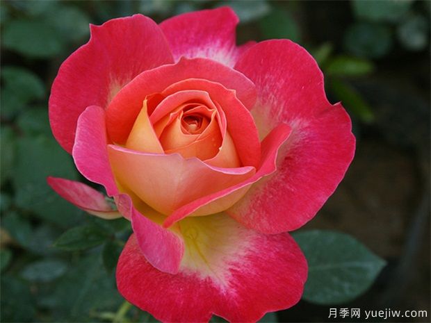 适合种阳台耐高温还开花的花卉有哪些?(图1) 适合种阳台耐高温还开花的花卉有哪些?(图1)