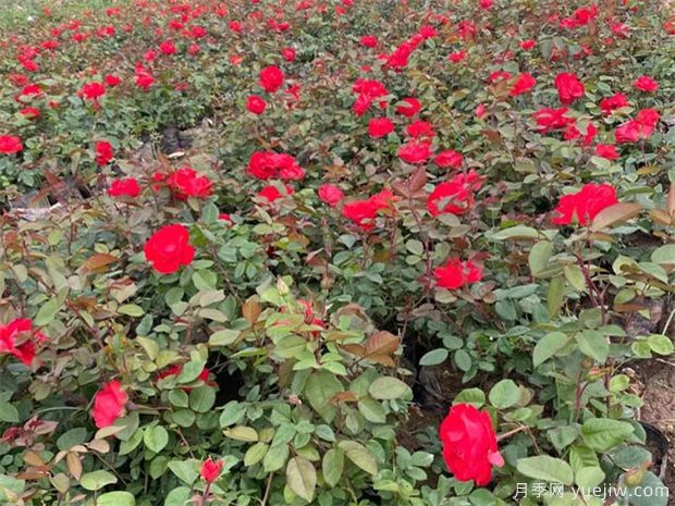 盆栽月季和地栽月季的冬季埋肥如何做？(图1)