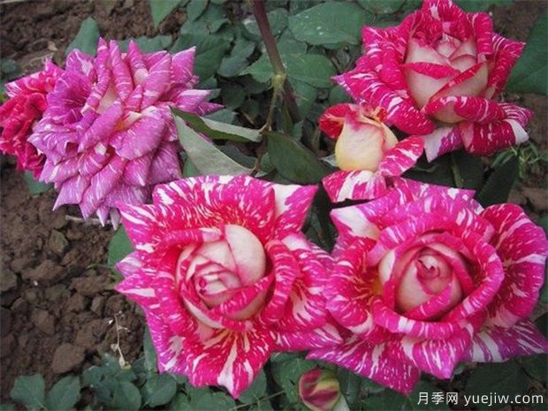 微型月季如何栽培管理吗?(图1) 微型月季如何栽培管理吗?(图1)