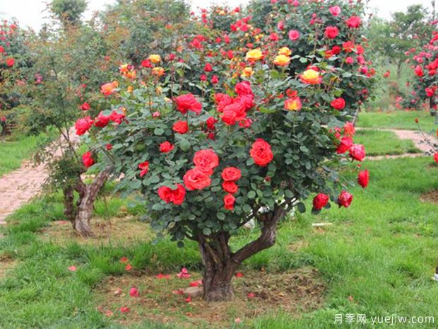 园林植物移栽后生根成活的6个措施(图1)