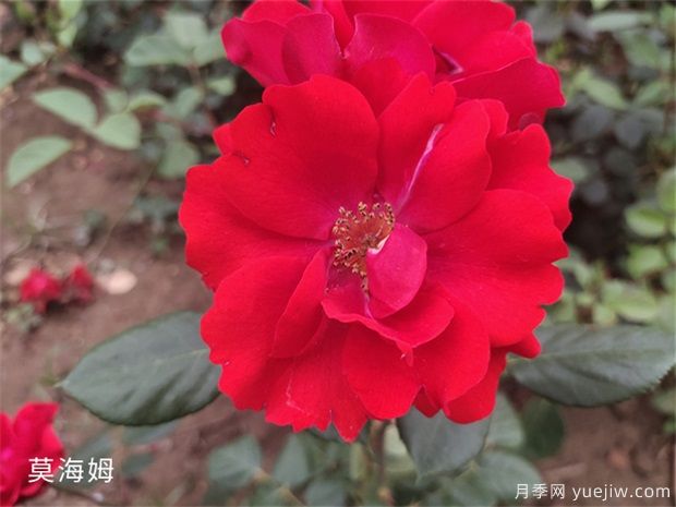 莫海姆月季的种植方法知道吗?(图1) 莫海姆月季的种植方法知道吗?(图1)