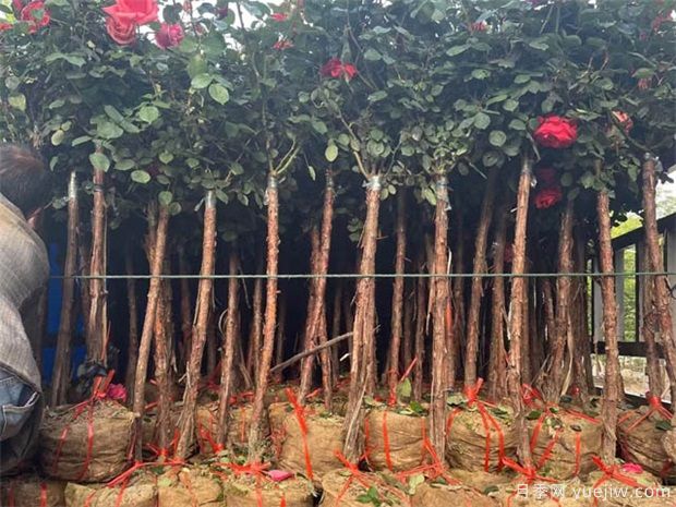 树状月季基地介绍月季日光温室栽培技术育苗方法(图1)