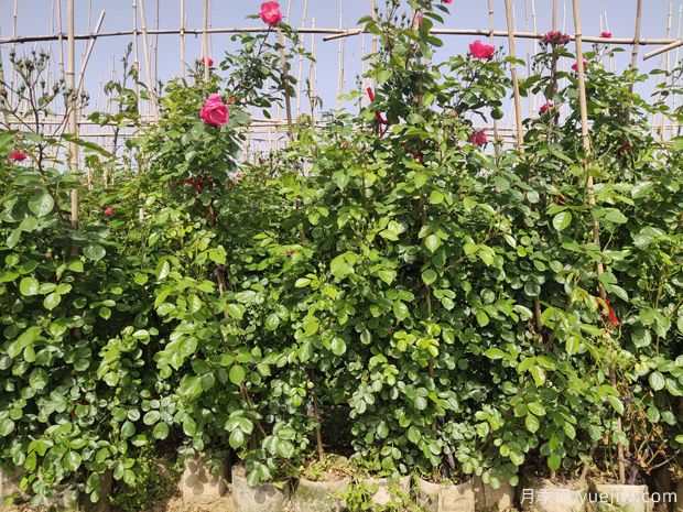 藤本月季施肥要想养的枝繁叶茂就要注意季节施肥!(图1) 藤本月季施肥要想养的枝繁叶茂就要注意季节施肥!(图1)