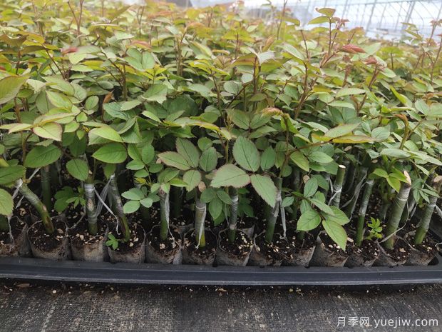 如何挑选优质月季花苗?这几种月季苗交给你(图1) 如何挑选优质月季花苗?这几种月季苗交给你(图1)