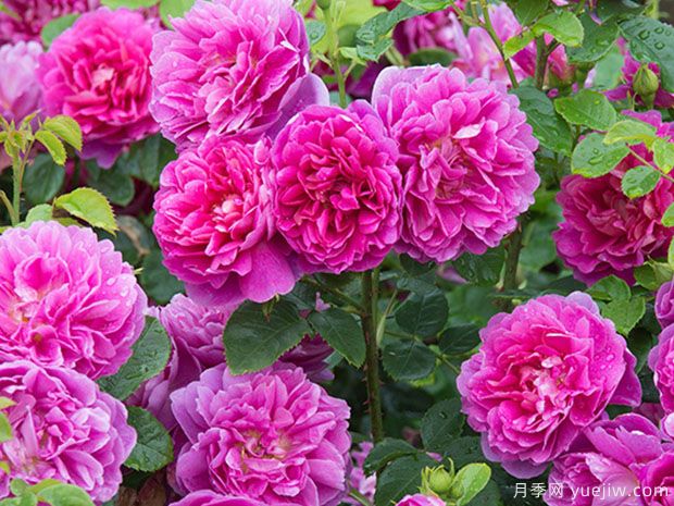 南阳月季花霜霉病怎么预防和治疗?(图1) 南阳月季花霜霉病怎么预防和治疗?(图1)