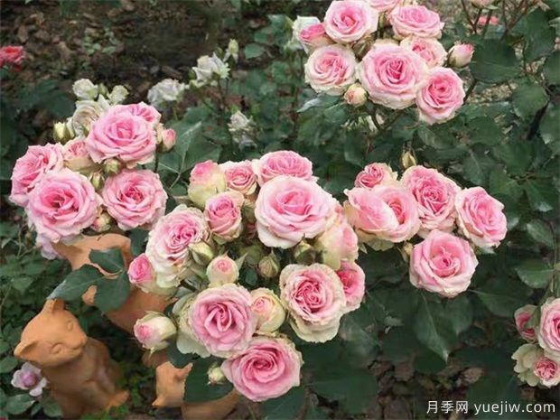 藤本月季的修剪注意细节你知道吗(图1) 藤本月季的修剪注意细节你知道吗(图1)