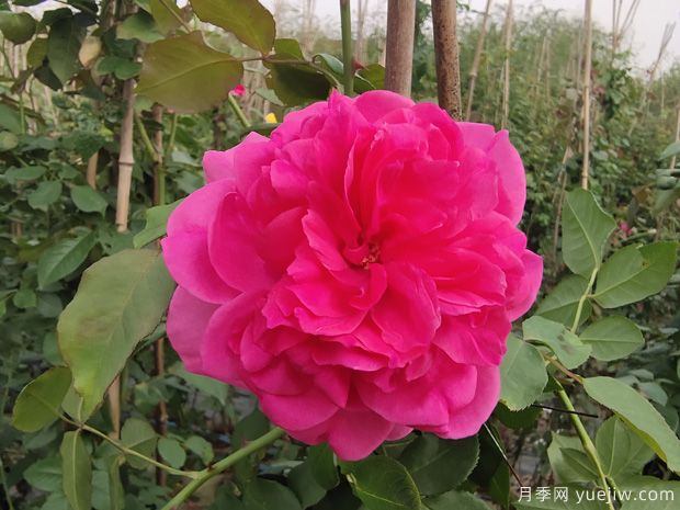 推荐全国花友公认的十大好养好看的月季品种(图4)