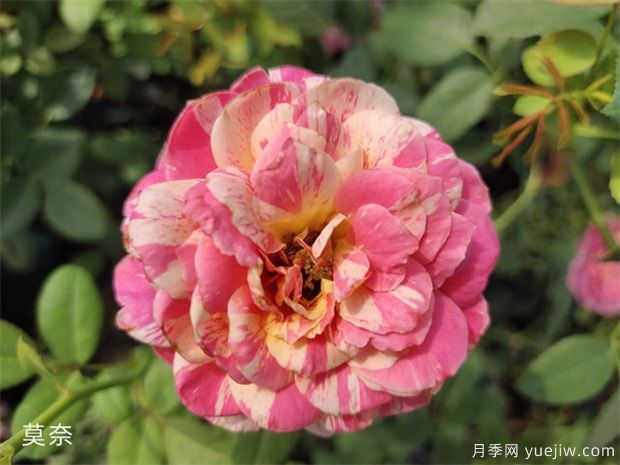 适合新手的月季莫奈,做好4个细节,长势旺旺(图1) 适合新手的月季莫奈,做好4个细节,长势旺旺(图1)