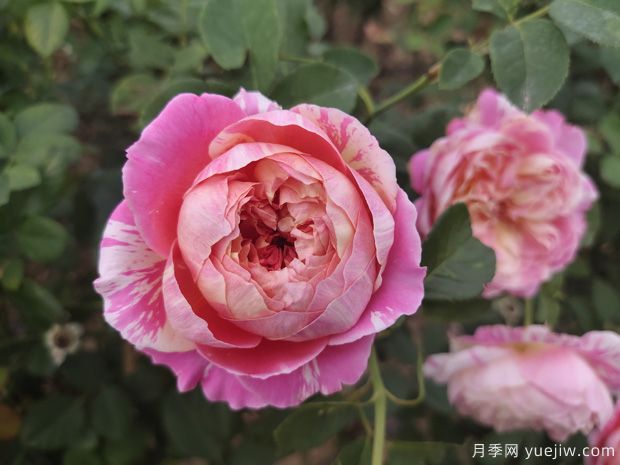 适合新手的月季莫奈,做好4个细节,长势旺旺(图2) 适合新手的月季莫奈,做好4个细节,长势旺旺(图2)