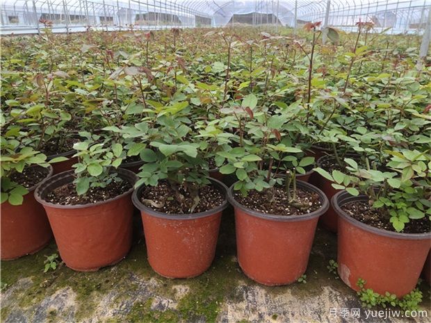 月季花苗选购技巧,早春买月季花苗注意事项(图1) 月季花苗选购技巧,早春买月季花苗注意事项(图1)