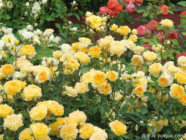 推荐8种藤本月季,抗病性强好养好看爱开花(图7) 推荐8种藤本月季,抗病性强好养好看爱开花(图7)