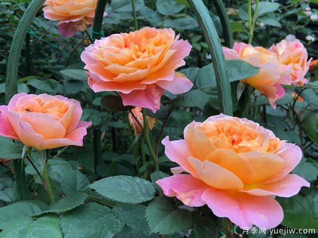 推荐8种藤本月季,抗病性强好养好看爱开花(图6) 推荐8种藤本月季,抗病性强好养好看爱开花(图6)