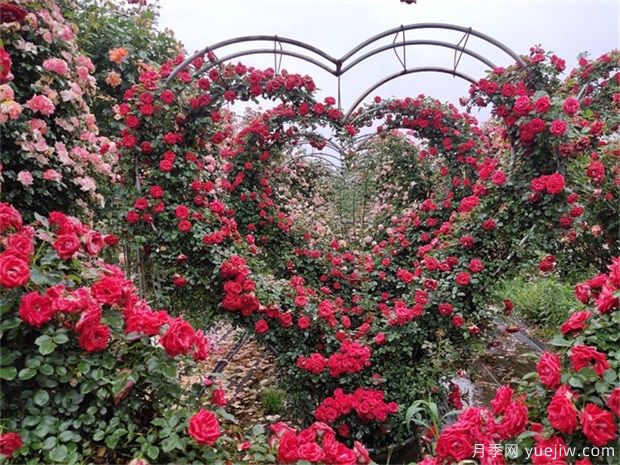 藤本月季如何做拱门?如何牵引?(图1) 藤本月季如何做月季拱门?如何牵引?(图1)