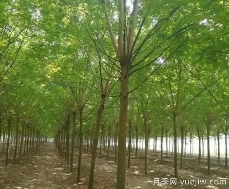 这几种乡土乔木销量增加,价格上涨(图1) 这几种乡土乔木销量增加,价格上涨(图1)