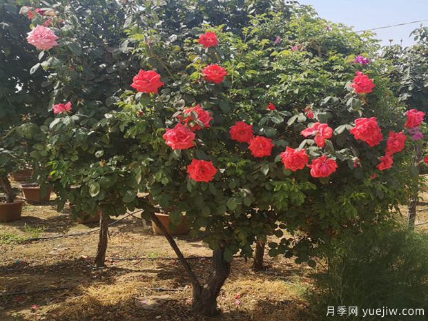 树状月季喜肥喜水喜太阳,还喜修剪!(图1) 树状月季喜肥喜水喜太阳,还喜修剪!(图1)