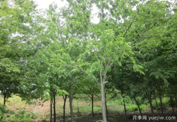 朴树与榉树存在着哪些区别?(图1) 朴树与榉树存在着哪些区别?(图1)