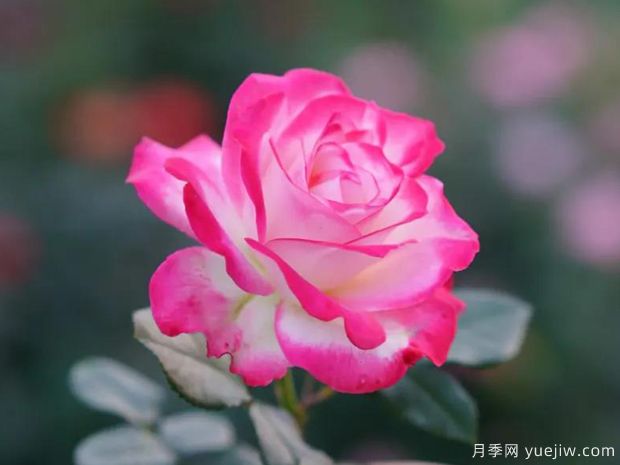 好期在四时,深爱如长风,挚爱月季(图1) 好期在四时,深爱如长风,挚爱月季(图1)