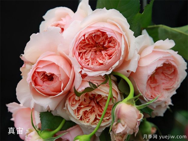 推荐20种倾国倾城的月季,来认识下(图4) 推荐20种倾国倾城的月季,来认识下(图5)