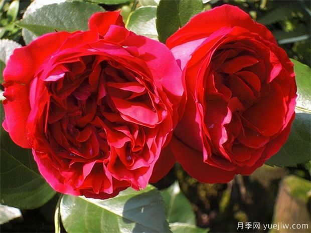推荐20种倾国倾城的月季,来认识下(图1) 推荐20种倾国倾城的月季,来认识下(图2)