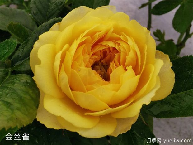 推荐20种倾国倾城的月季,来认识下(图7) 推荐20种倾国倾城的月季,来认识下(图8)