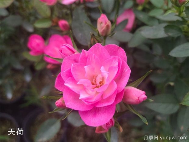 推荐20种倾国倾城的月季,来认识下(图8) 推荐20种倾国倾城的月季,来认识下(图9)