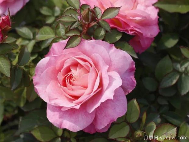 阳台月季种植养护方法和适合的品种(图1) 阳台月季种植养护方法和适合的品种(图1)