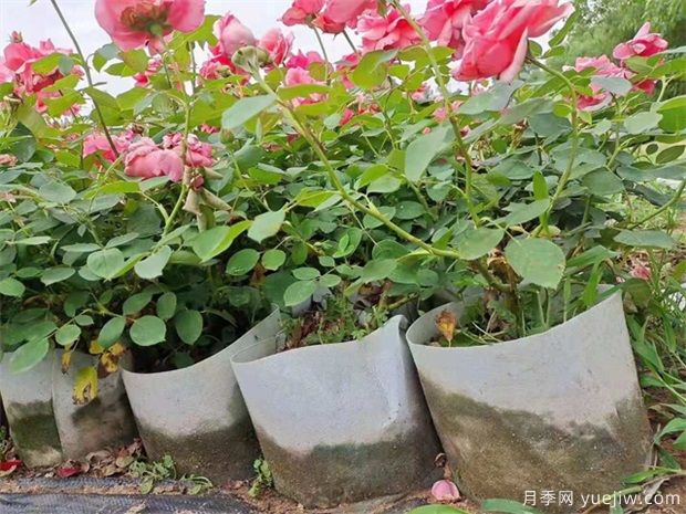 该如何选购月季苗?(图1) 该如何选购月季苗?(图1)