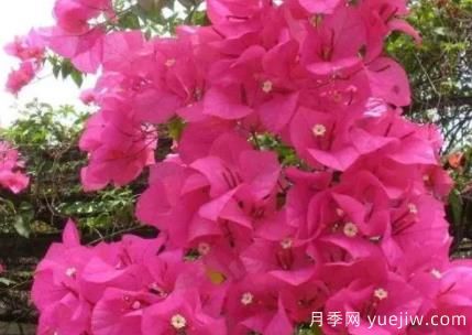 三角梅冬季如何修剪?三角梅冬季养护方法(图1) 三角梅冬季如何修剪?三角梅冬季养护方法(图1)