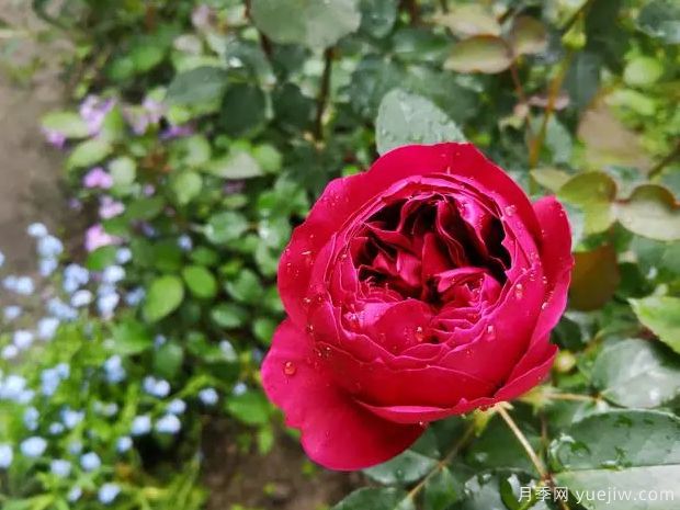 推荐十款适合瓶插的切花月季品种(图3) 推荐十款适合瓶插的切花月季品种(图3)