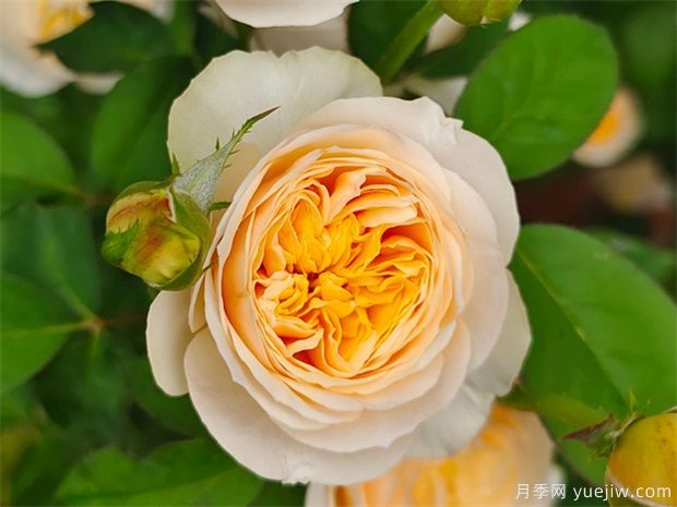 推荐十款适合瓶插的切花月季品种(图4) 推荐十款适合瓶插的切花月季品种(图4)